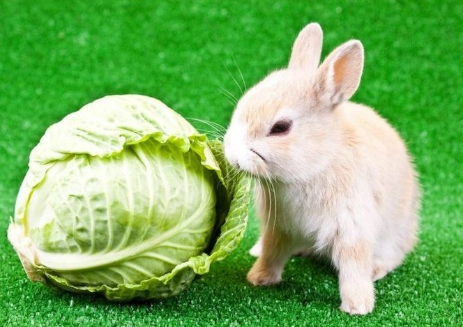 can rabbits eat cabbage