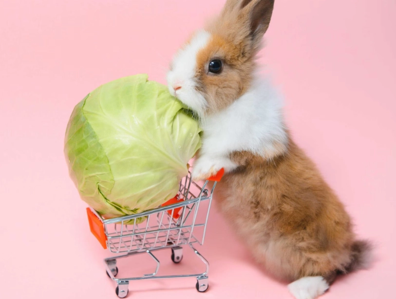 can rabbits eat cabbage