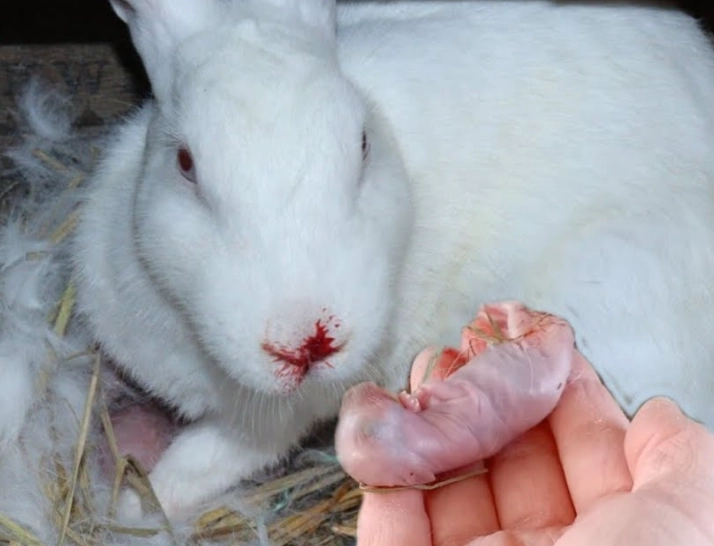 rabbit nesting behavior