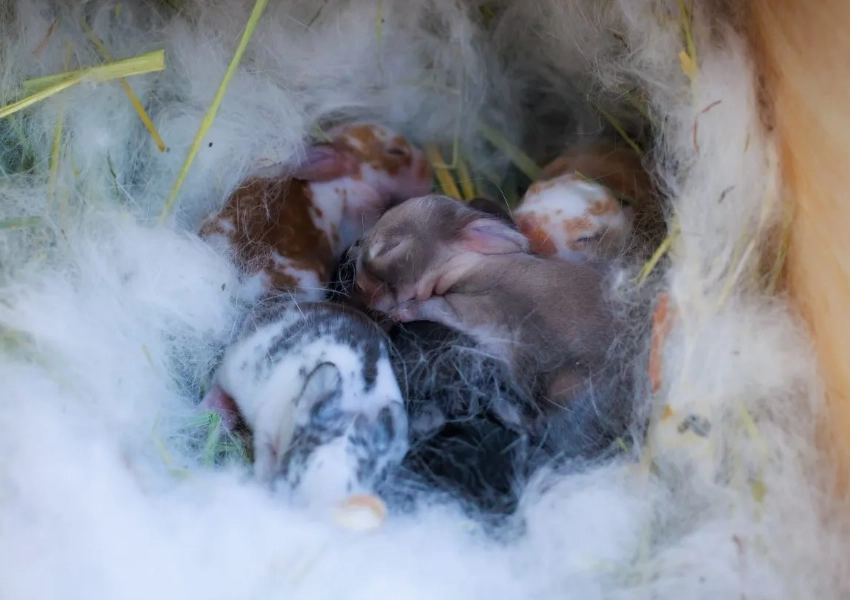 rabbit pregnancy signs