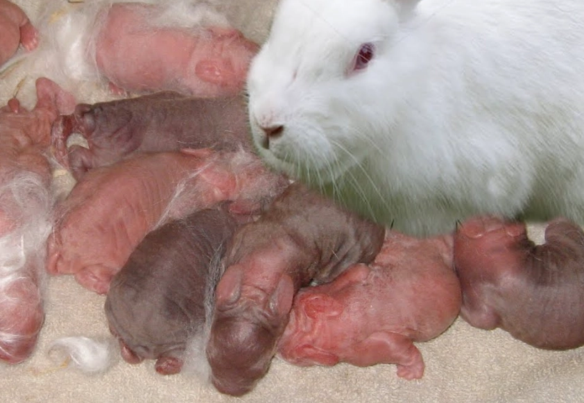 rabbit nesting behavior