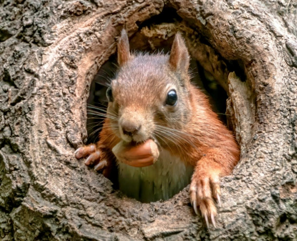 do squirrels hibernate