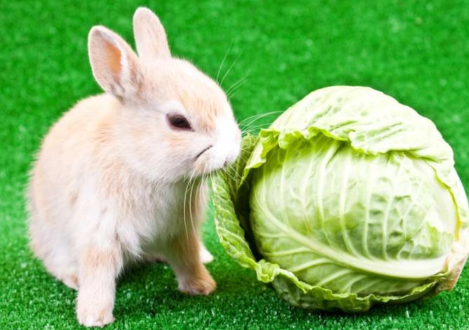 feeding cabbage to rabbits