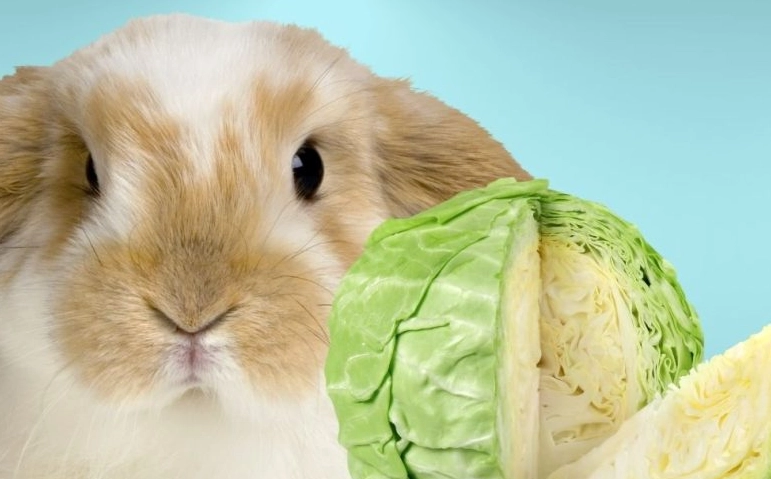 can rabbits eat cabbage
