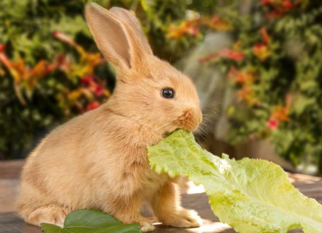 can rabbits eat cabbage
