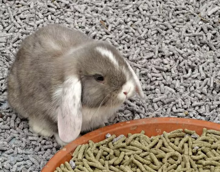 best odor control bedding for rabbits