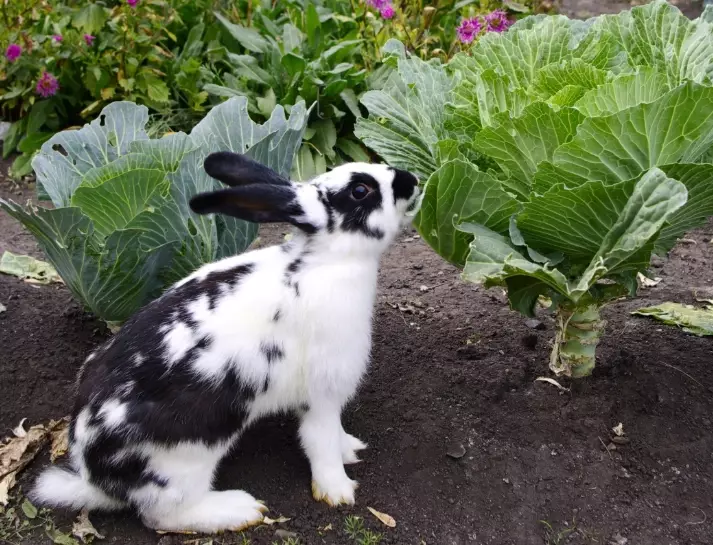 feeding cabbage to rabbits