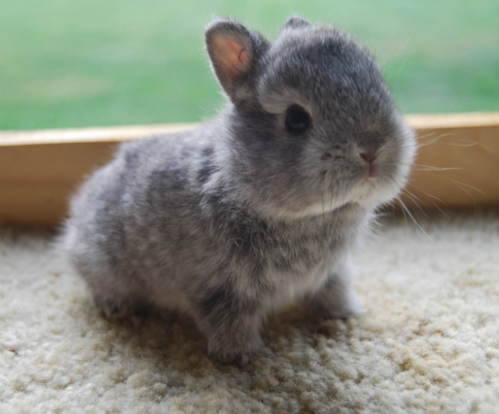bunny vs rabbit