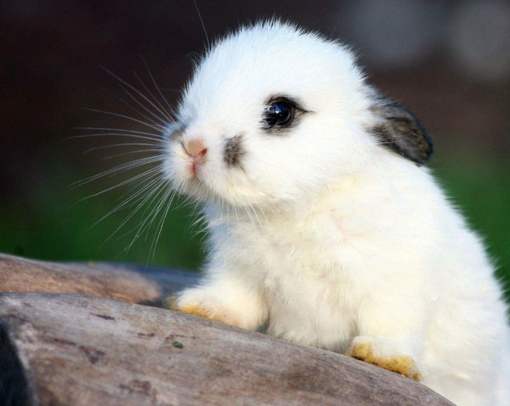 baby rabbit