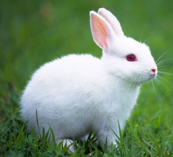 what is a bunny