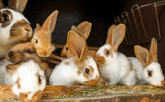 rabbit pregnancy symptoms