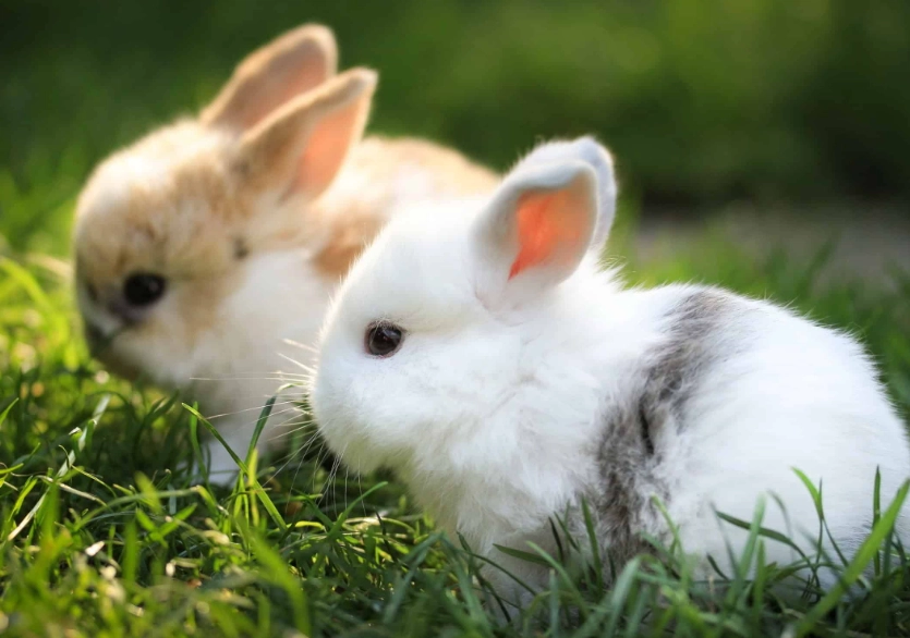 what is a bunny