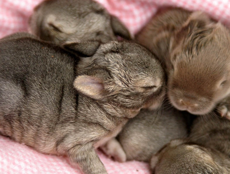 baby rabbit