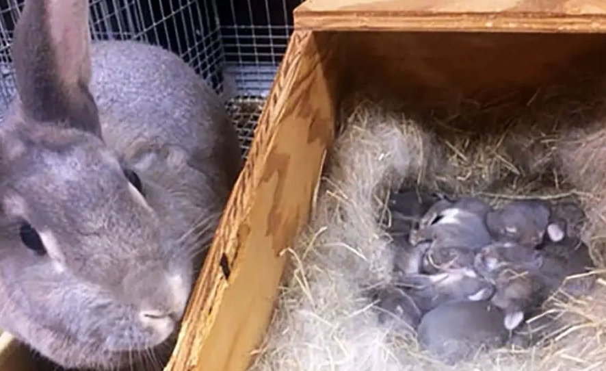 pregnant rabbit week by week