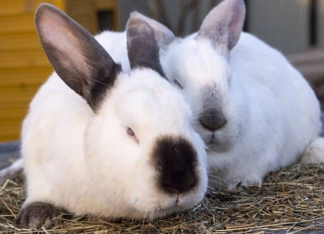 rabbit pregnancy symptoms