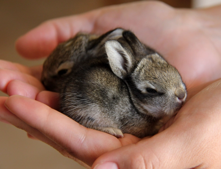 bunny vs rabbit
