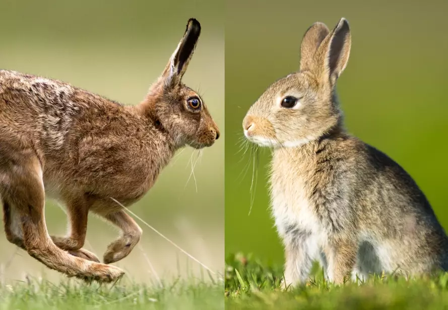 bunny vs rabbit