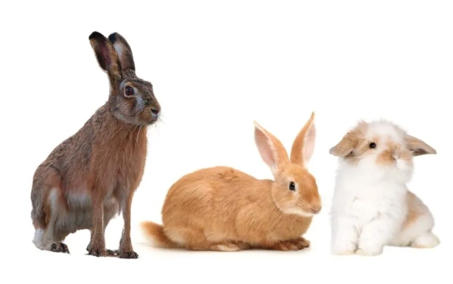 bunny vs rabbit