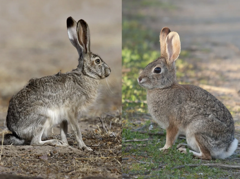 difference between bunny and rabbit
