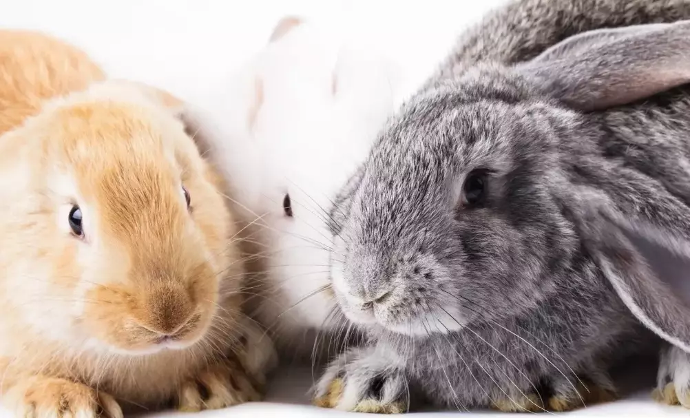 are bunnies rabbits