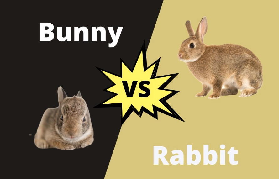 funny rabbit facts