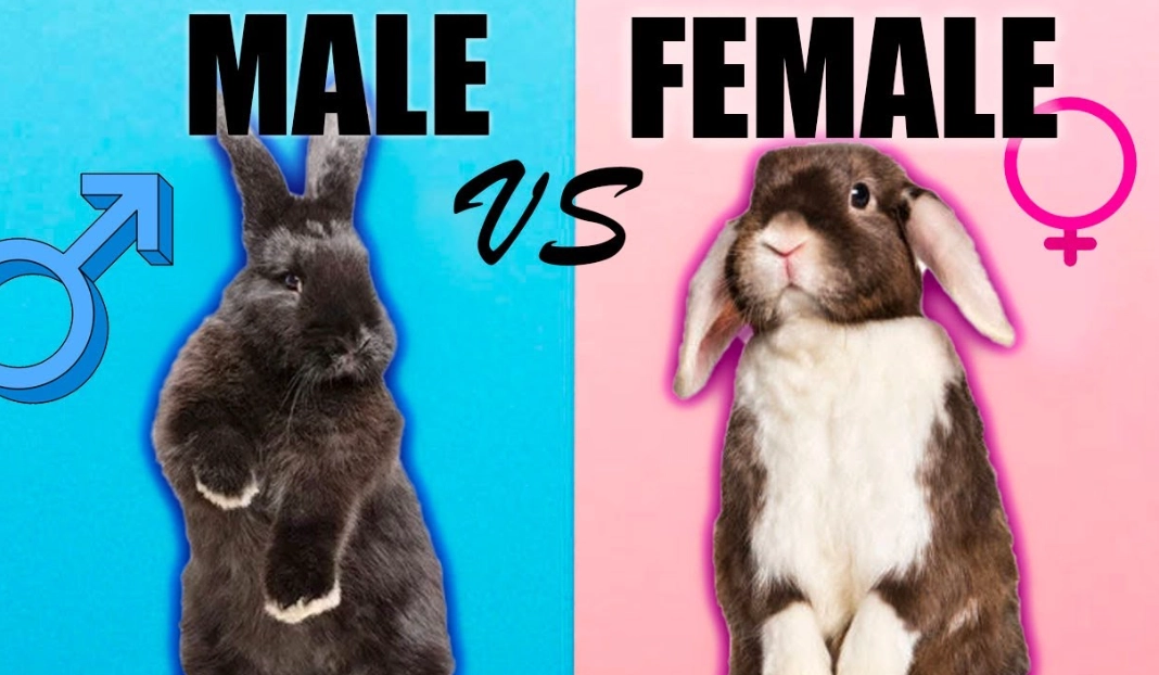 funny rabbit facts