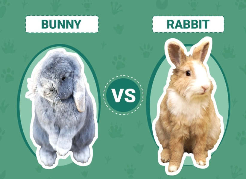 are bunnies and rabbits the same