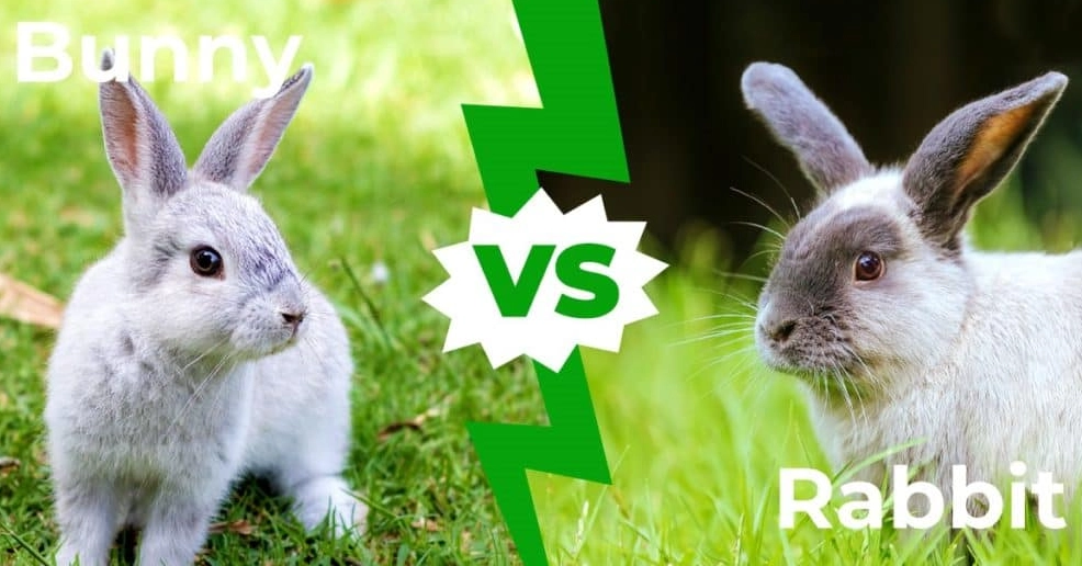 bunny vs rabbit