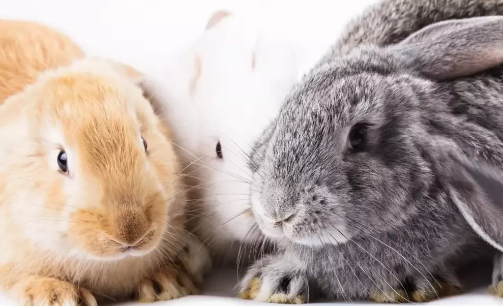 bunny vs rabbit