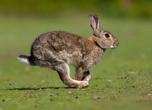 why do rabbits jump and twist