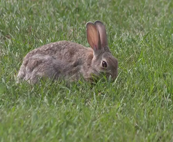 why do rabbits jump and twist
